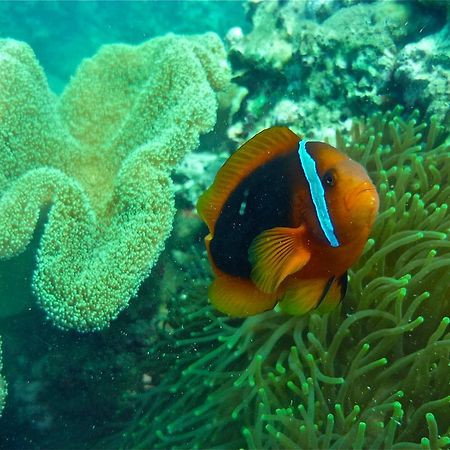 Eden Homestay Χόι Αν Εξωτερικό φωτογραφία